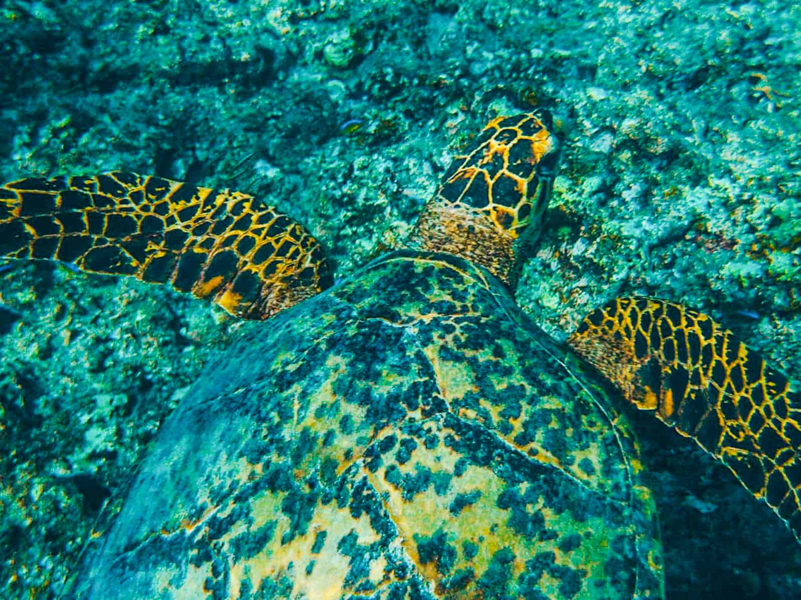 Camp Maldive 1